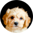 Cavachon Puppies For Sale - Lone Star Pups