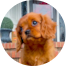 Cavalier King Charles Spaniel Puppy For Sale - Lone Star Pups
