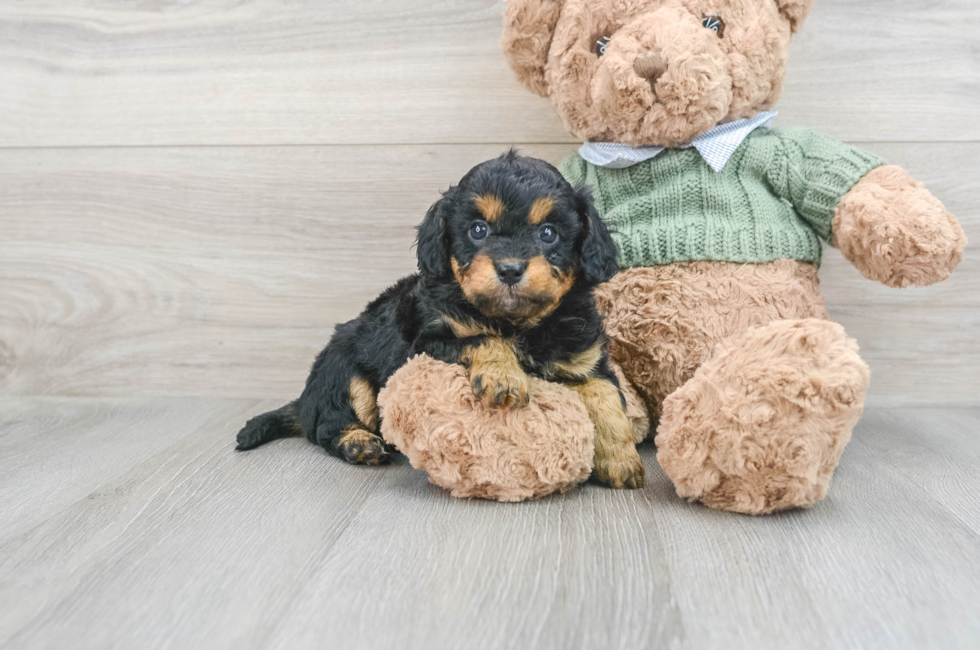 9 week old Cavapoo Puppy For Sale - Lone Star Pups