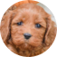 Cockapoo Puppy For Sale - Lone Star Pups