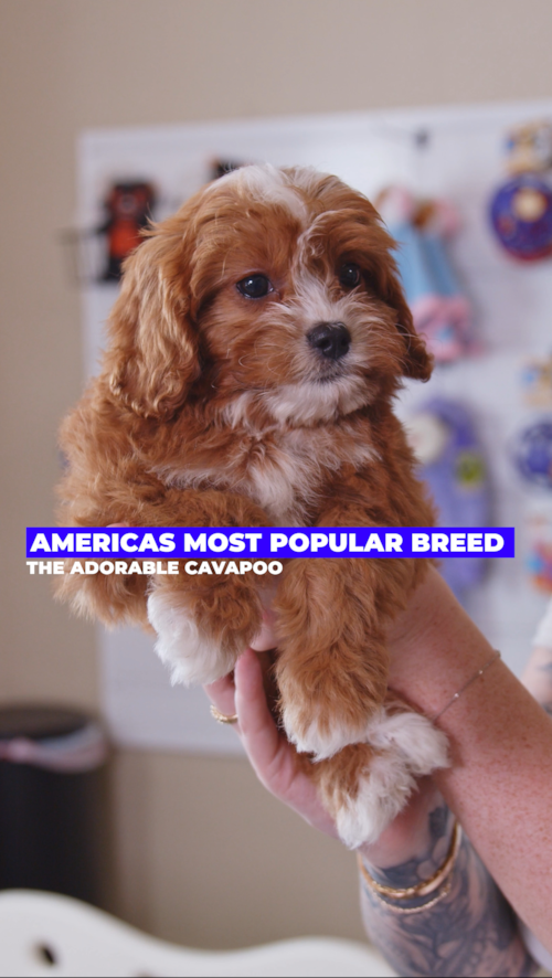 Lone Star Pups Cavapoo Puppy Starter Pack Trending Video