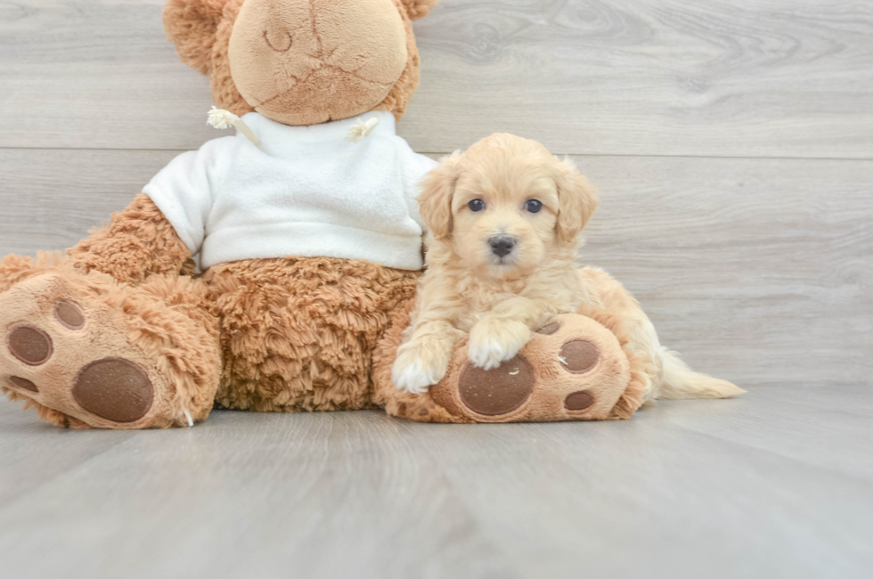 6 week old Maltipoo Puppy For Sale - Lone Star Pups