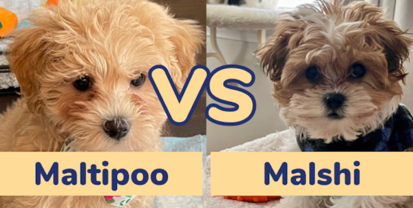 Maltipoo vs Malshi: A Complete Guide | Lone Star Pups