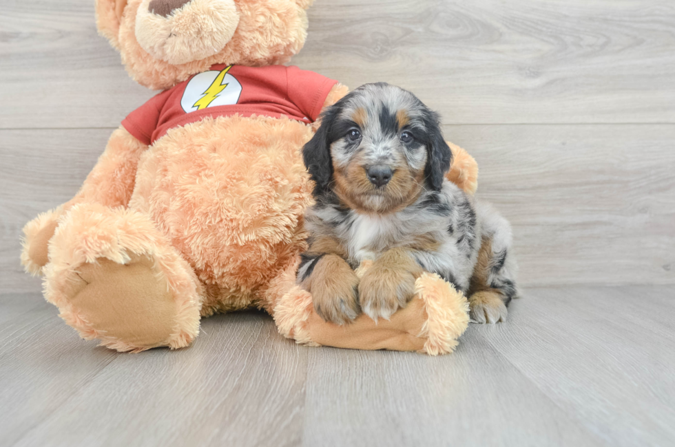 5 week old Mini Aussiedoodle Puppy For Sale - Lone Star Pups