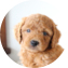 Mini Goldendoodle Puppy For Sale - Lone Star Pups