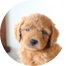 Mini Goldendoodle Puppies For Sale - Lone Star Pups