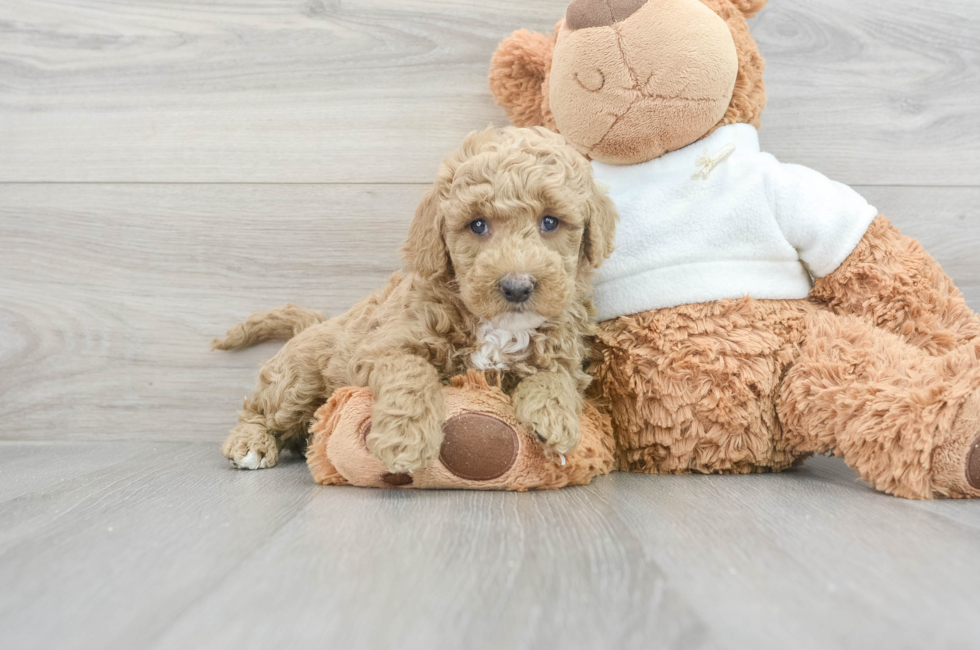 9 week old Mini Goldendoodle Puppy For Sale - Lone Star Pups