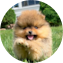 Pomeranian Puppy For Sale - Lone Star Pups