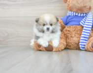 9 week old Pomeranian Puppy For Sale - Lone Star Pups