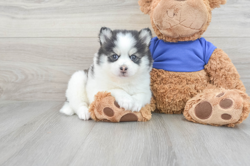 8 week old Pomsky Puppy For Sale - Lone Star Pups