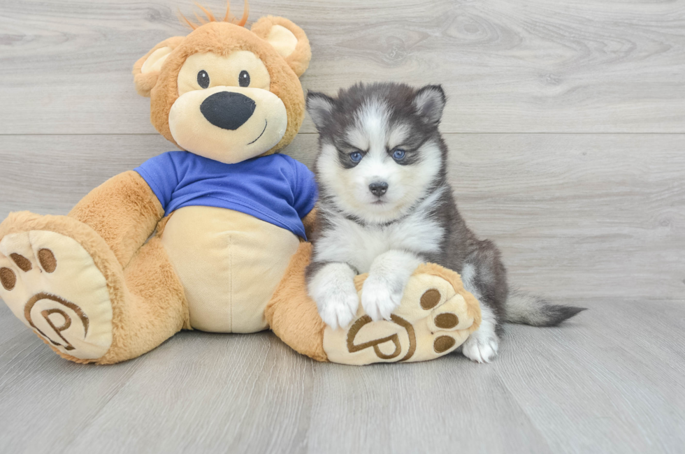 9 week old Pomsky Puppy For Sale - Lone Star Pups