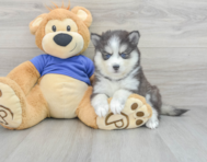 9 week old Pomsky Puppy For Sale - Lone Star Pups