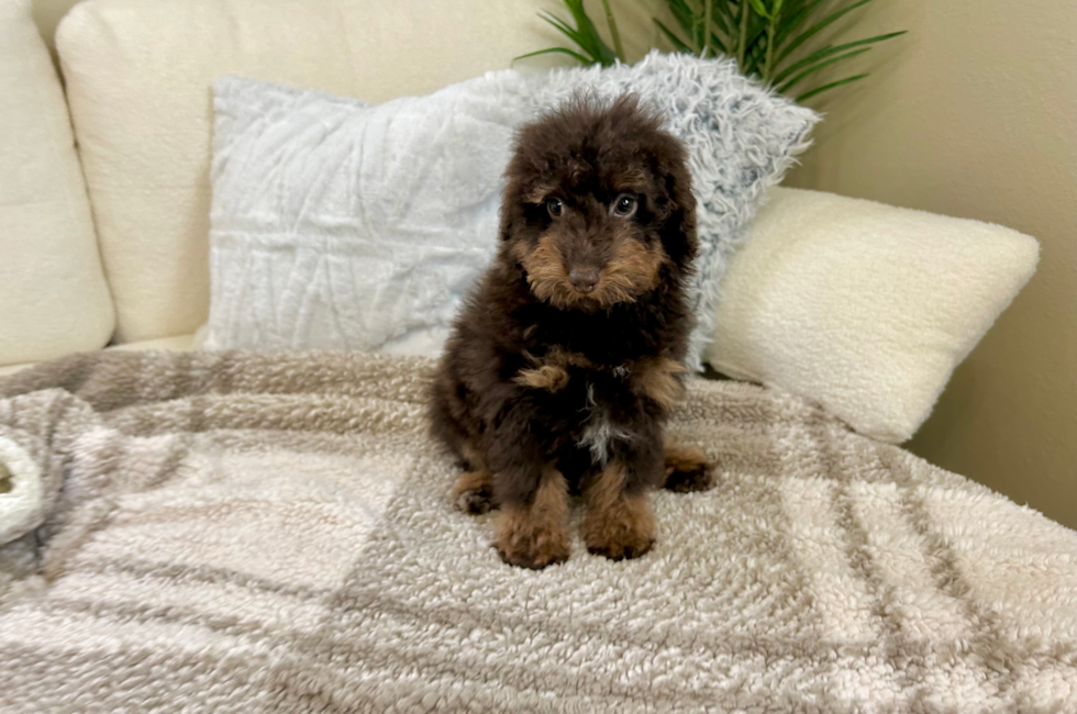 14 week old Poodle Puppy For Sale - Lone Star Pups