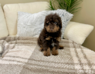 13 week old Poodle Puppy For Sale - Lone Star Pups