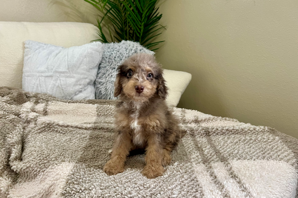 12 week old Poodle Puppy For Sale - Lone Star Pups