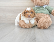 8 week old Poodle Puppy For Sale - Lone Star Pups
