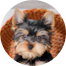 Yorkshire Terrier Puppy For Sale - Lone Star Pups